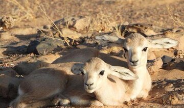 King Salman reserve: a safe haven for breeding Arabian Sand Gazelles