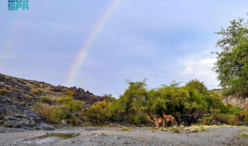 Breath-taking views come with rain in Al-Baha