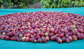 Saudi farmers sow seeds of sustainability in Najran’s fertile soil