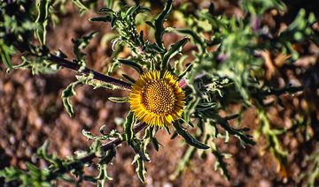 The fragrant oxeye stands out for the distinct scent emanating from its leaves. (SPA)