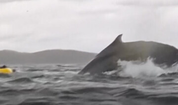 A humpback whale briefly swallows kayaker in Chilean Patagonia — and it’s all captured on camera