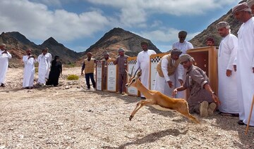 Oman releases 12 Arabian gazelles on Hallaniyat Islands to help preserve threatened species