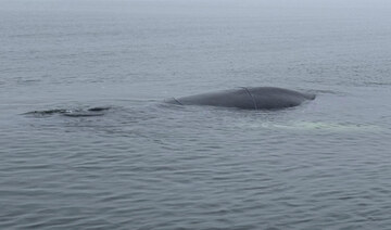 A whale caught in fishing nets has been freed off Poland’s Baltic coast