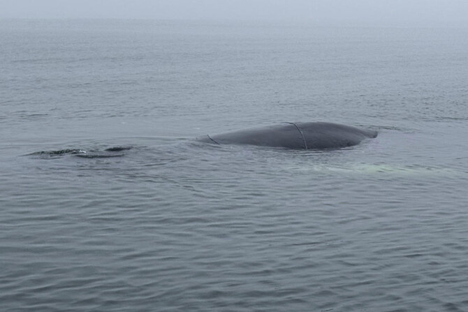 A whale caught in fishing nets has been freed off Poland’s Baltic coast