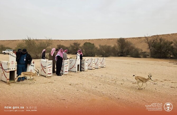 10 Arabian sand gazelles released in Thadiq National Park 