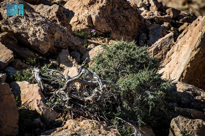 Salsola tetrandra shrub reappears in Northern Borders after decades-long absence