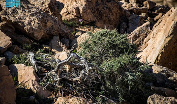 Salsola tetrandra shrub reappears in Northern Borders after decades-long absence