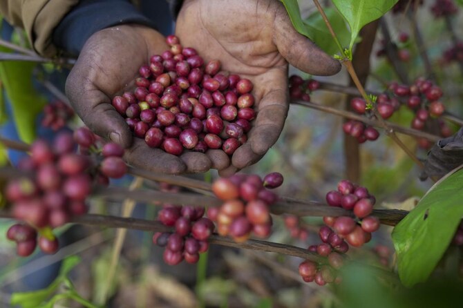 As warming climate hammers coffee crops, this rare bean may someday be your brew As warming climate hammers coffee crops, this rare bean may someday be your brew