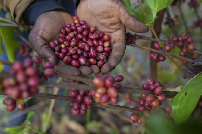 As warming climate hammers coffee crops, this rare bean may someday be your brew