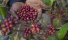 As warming climate hammers coffee crops, this rare bean may someday be your brew