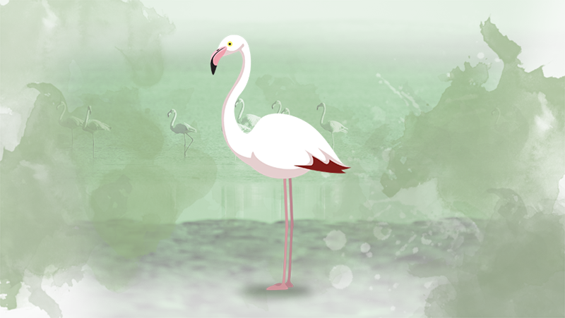 Flamingo