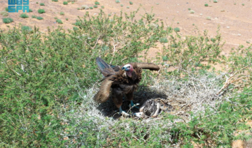 Saudi nature reserve becomes Kingdom’s ‘first major biodiversity site’